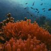 View Living Coral: The Colour Of 2019?